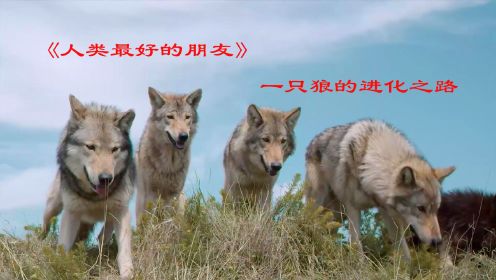 狼群弱肉强食，母狼选择亲近人类，开启了狗的进化路