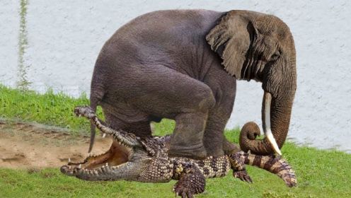 愤怒的大象疯狂践踏鳄鱼以逃离死神之爪和痛苦的结局，动物攻击！