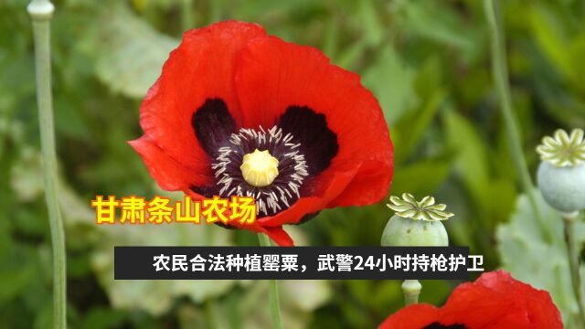 甘肃条山农场,农民合法种植罂粟,武警24小时持枪护卫