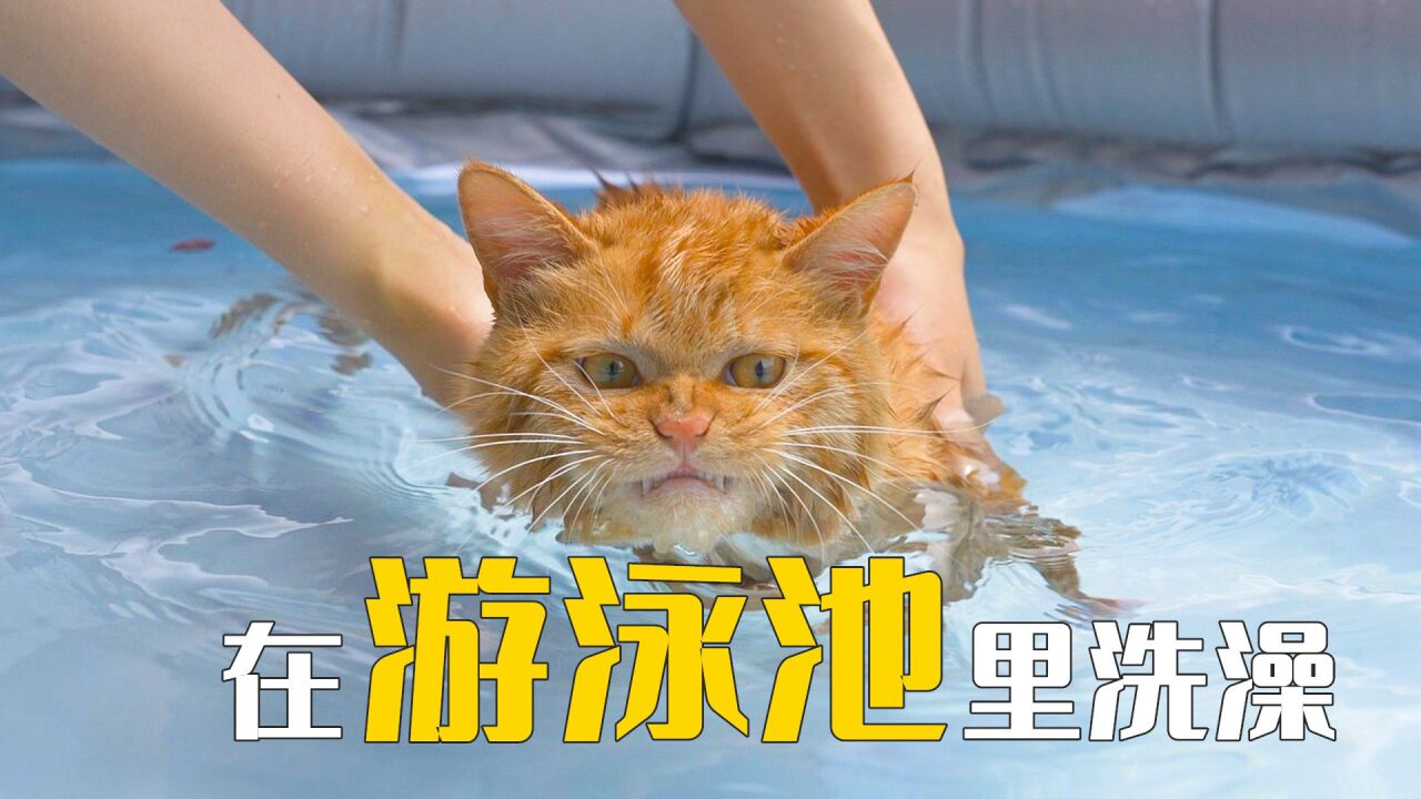 小猫掉臭水沟，在游泳池里洗了个澡！_高清
