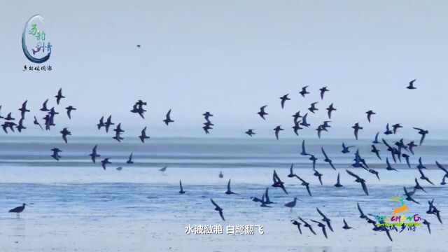 #苏韵乡情# 盐城,黄海之滨的如画风景