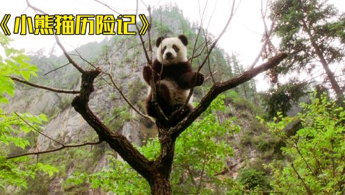 小熊猫历险记，刚出生不久就被偷猎者带走，小男孩舍命相救！