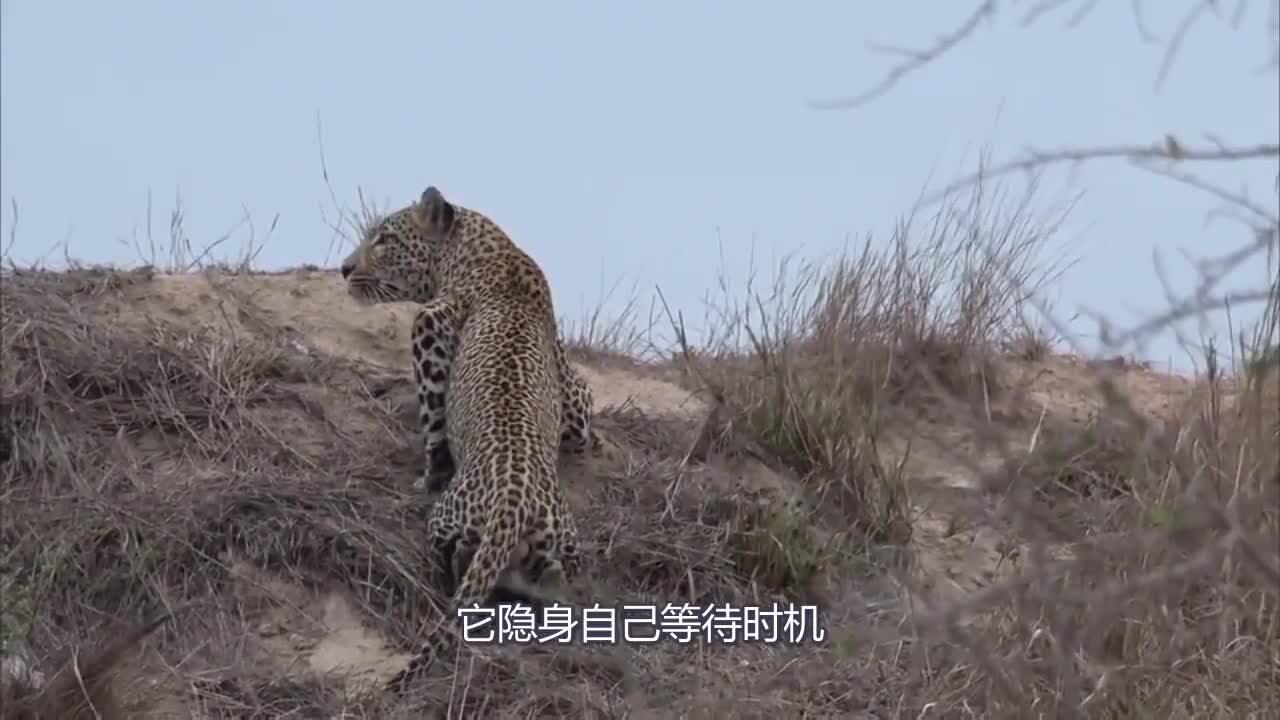 小狮子被花豹猎杀,母狮反杀花豹幼崽后又灭杀花豹!精彩至极!