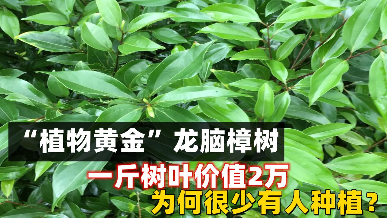 "植物黄金"龙脑樟树,一斤树叶价值2万,为何很少有人种植?