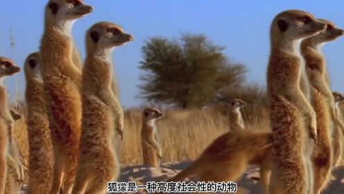 娇小可爱的狐獴，尤其喜欢站成一排晒肚皮！_高清1080P在线观看平台_腾讯视频