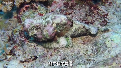 [图]最新发现海洋里的十大剧毒生物,最后一个好漂亮