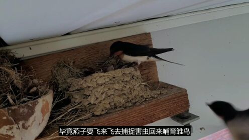 为什么燕子喜欢在屋檐下筑巢,燕子在家中筑巢,究竟是好是坏?_高清1080P在线观看平台_腾讯视频