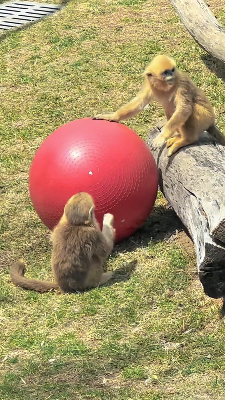 会玩球的小猴子