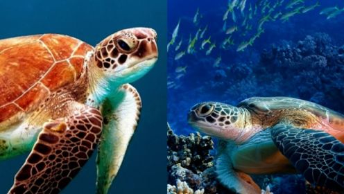 海龟“雄性干旱”，澳媒：沙地温度升高会影响海龟孵化的雌性比例