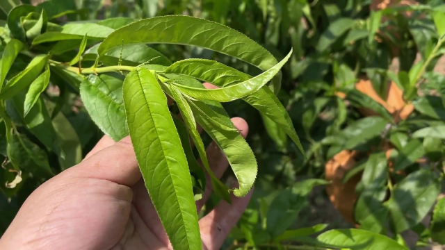 农村不起眼的桃树叶子,这三大用途超实用,解决了不少人的烦恼