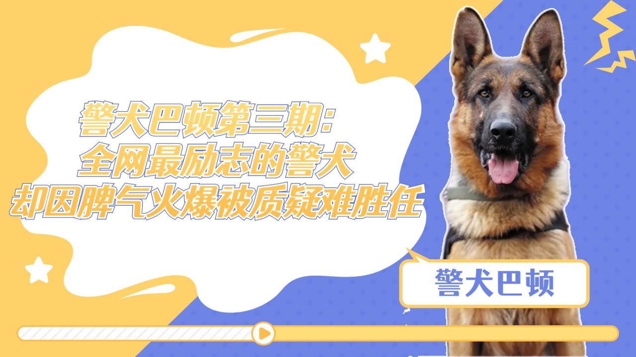 警犬巴顿第三期:全网最励志的警犬,却因脾气火爆被质疑难胜任