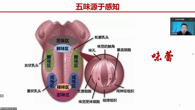 生活中的神奇化学——酸甜苦辣鲜、喜怒哀乐愁