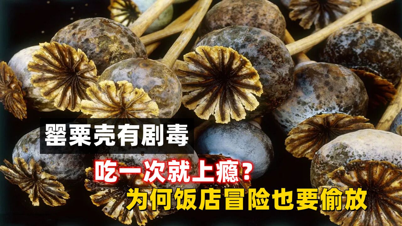 烧烤调料里添加罂粟壳粉 – 青牛百科