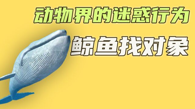 座头鲸求偶你见过么?雄性座头鲸为爱厮杀,只为夺得芳心