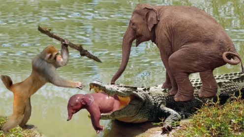 大象过河到遇到了鳄鱼  可怜的鳄鱼被大象脚踏