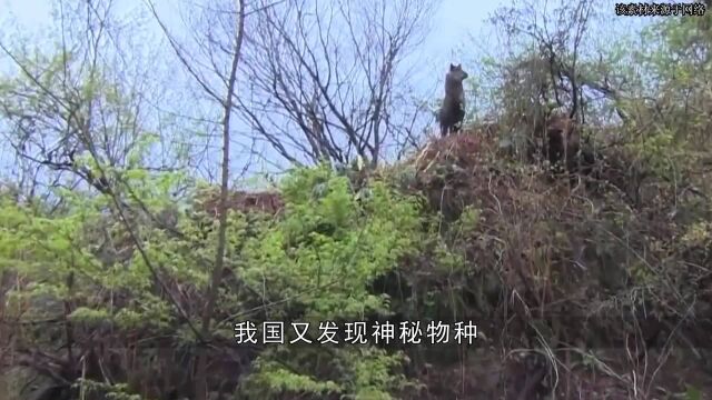 浙江大爷发现神秘物种,似古籍记载的“天马神兽”,比熊猫还稀有