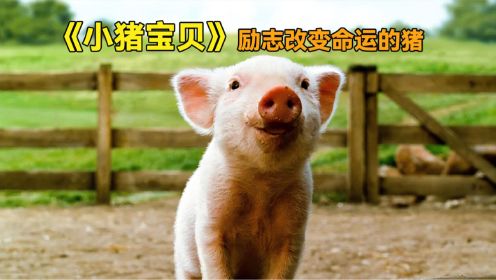 喜剧电影《小猪宝贝》小猪为了摆脱成为烤乳猪的命运，竟苦练牧羊技巧