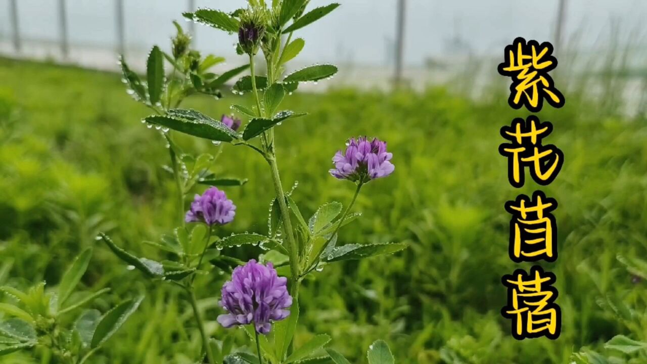 苜蓿草(豆科苜蓿属植物)_搜狗百科