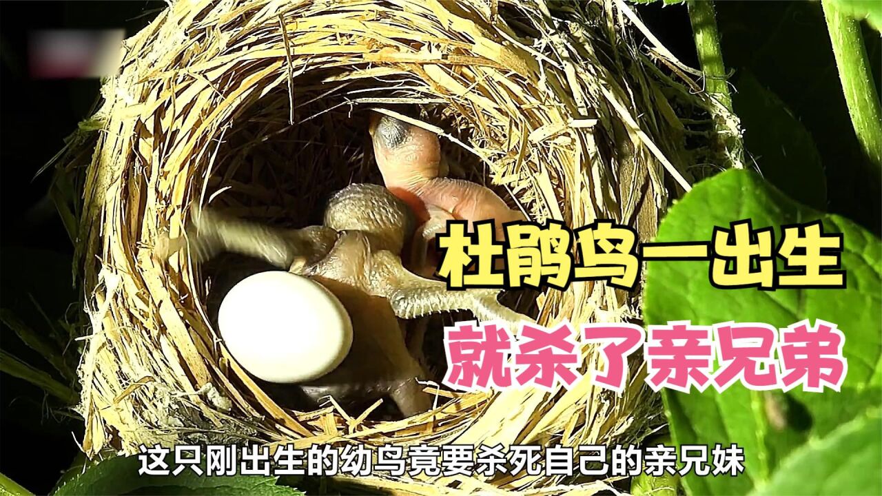 为了得到更多的食物杜鹃鸟一出生就杀死了所有亲兄弟姐妹太狠了