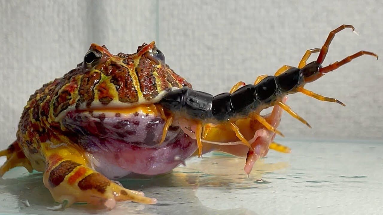 非洲牛蛙 vs 大蜈蚣,他们谁更厉害?