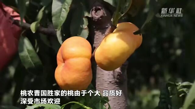 山西平陆:鲜桃丰收