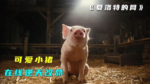 《夏洛特的网》小猪不愿当盘中餐，一只蜘蛛帮它逆天改命