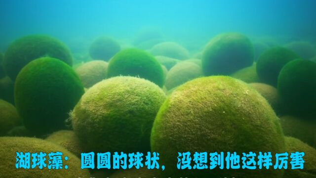 纪录片:湖球藻奇特又原始的生物,没想到他还有这本事.