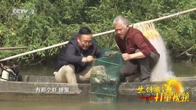 白虾是一种近海潜水虾类,每年三月开始进入繁殖期