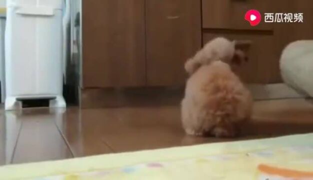 汪星人贵宾犬