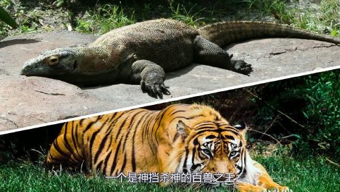 老虎vs科莫多巨蜥，当猫科二弟遇到蜥蜴一哥，谁会笑到最后呢？上