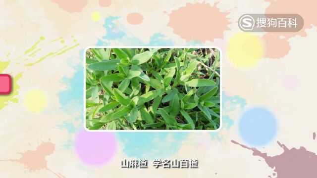 立懂百科带你了解山麻楂