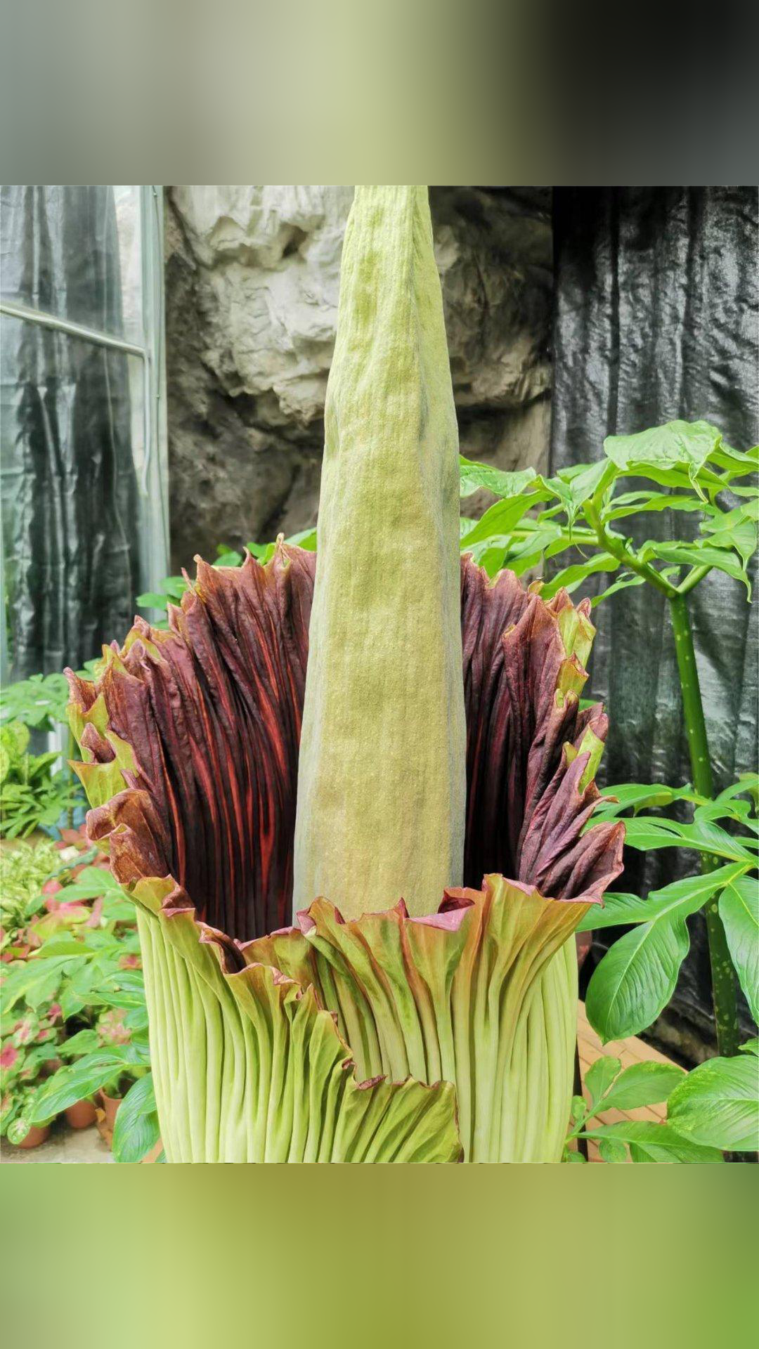 珍稀瀕危植物巨魔芋又有一株開花,國家植物園開放兩次夜場