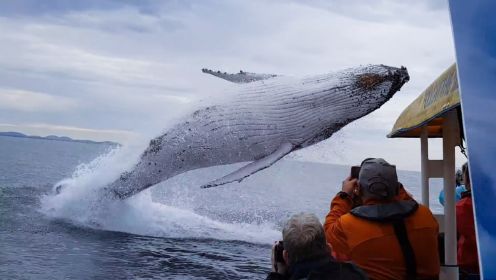 鲸鱼到底有多大，10个与鲸鱼擦肩而过的画面，之后一个直接吃席。