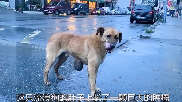 狗狗肚子上长了个比拳头还大的肿瘤!!!