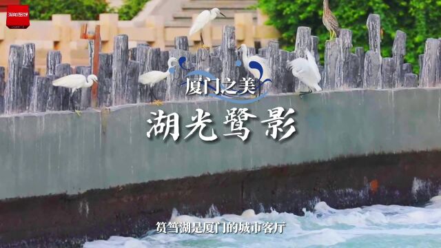 厦门之美|湖光鹭影