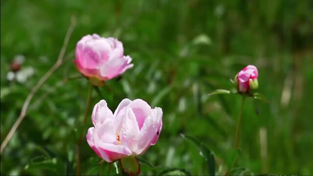 锡林郭勒:绿水绕山川 铁肩护安宁