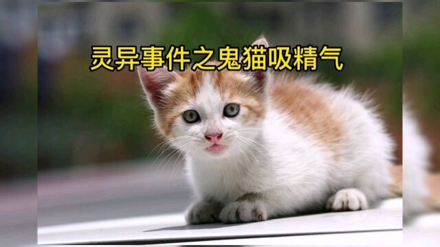 民间故事:灵异事件之鬼猫吸人气