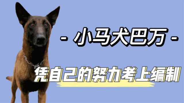 巴万:全网最厉害警犬,流浪狗逆袭考上编制,它到底有何本事?