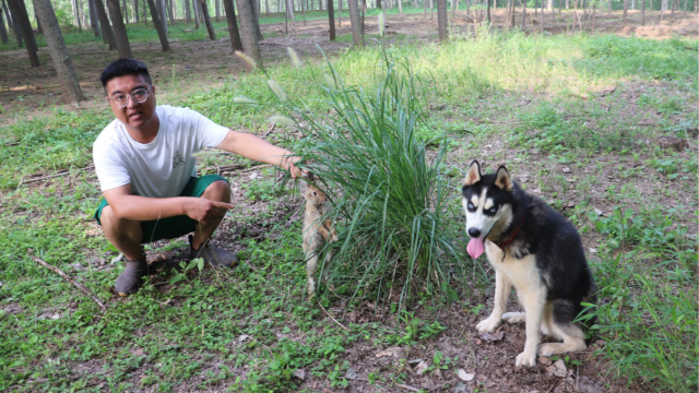 二哈发现只被困的兔子,喊小吉来解救,才知道它是被
