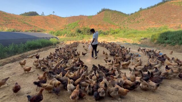 小邓深山散养土鸡,一只9个月的公鸡卖360元,这价格土鸡的天花板