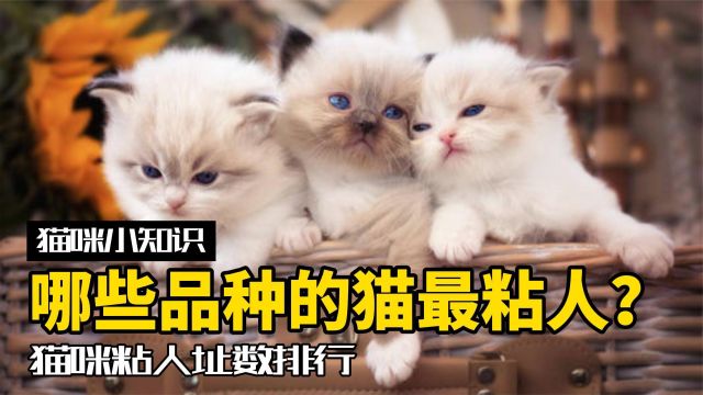 盘点最粘人的猫咪品种!有你喜欢的吗?