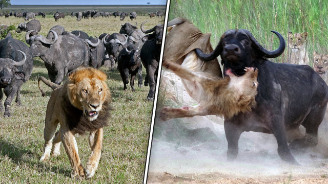 狮子虽然霸气侧漏,但同样也有天敌,这些动物也能让它害怕