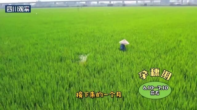 直播预告丨今天10:30 见证永丰村水稻核心区开镰