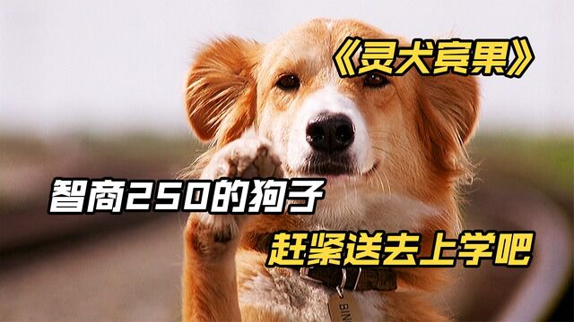 《灵犬宾果》一只智商逆天的狗子,开车撩妹做作业样样都会