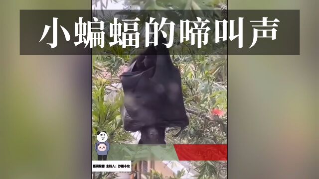 搞笑配音:原来蝙蝠的叫声是这样的