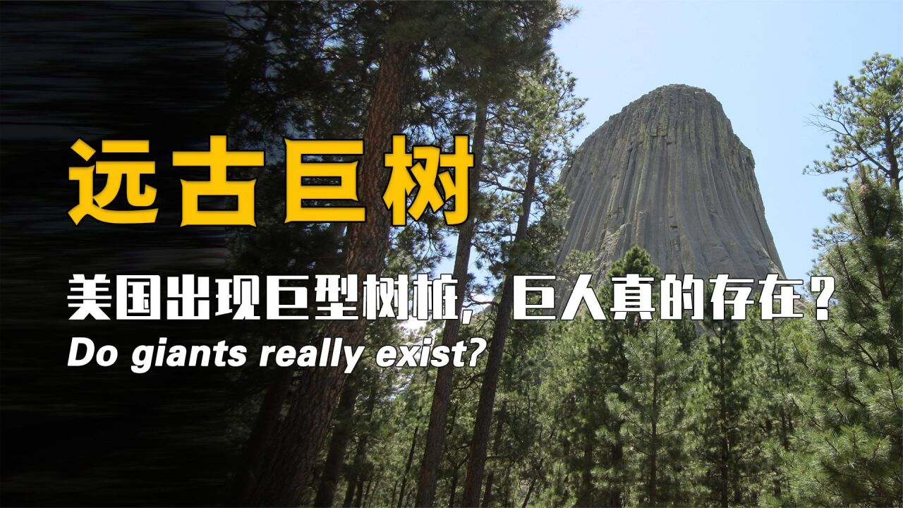 美国出现远古巨树，传说中的巨人一族难道真的存在？_高清1080P在线观看平台_腾讯视频