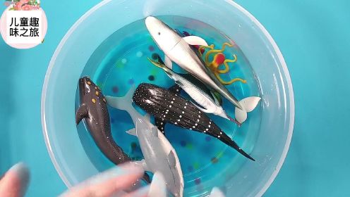 儿童动物认知系列：认识大嘴鲈鱼 锤头鲨 虎鲨等8种海洋动物