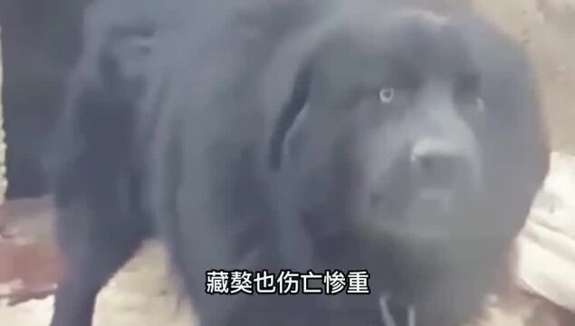 藏獒的战斗力