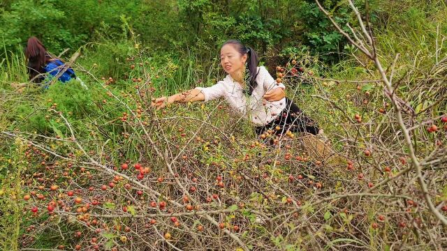 表妹带着上山采摘野山楂,没想到遇见老窝了,红彤彤的摘着真过瘾