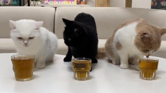 原来猫咪喝了猫薄荷水真的最醉！这是小猫咪怎么回事，直接晕倒啦腾讯视频 
